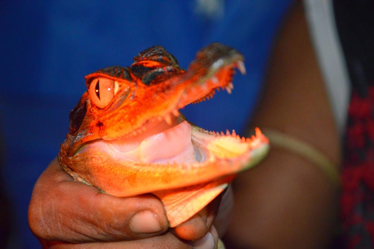 How to Get to the Amazon Jungle