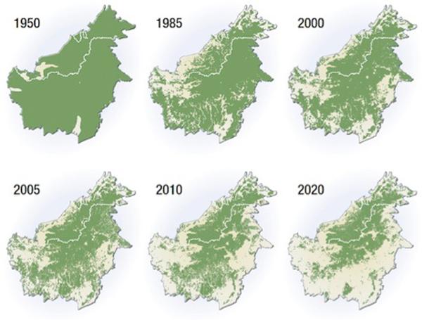 Coal, Climate and Orangutans in Indonesia
