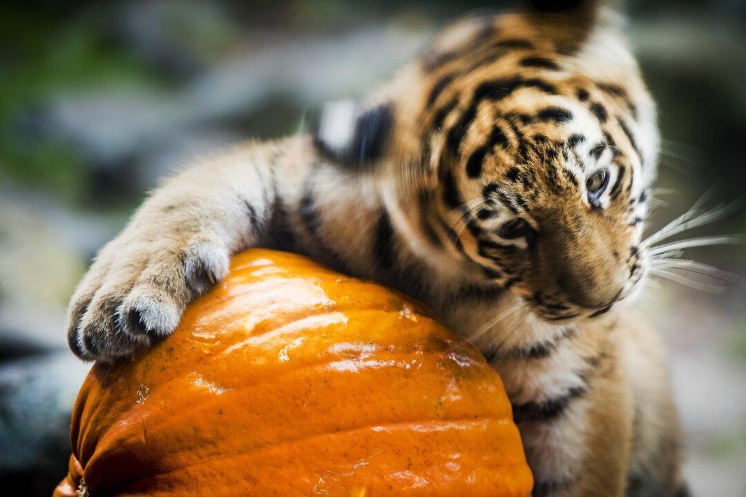 Halloween Quotes: A Few Sayings for 2014