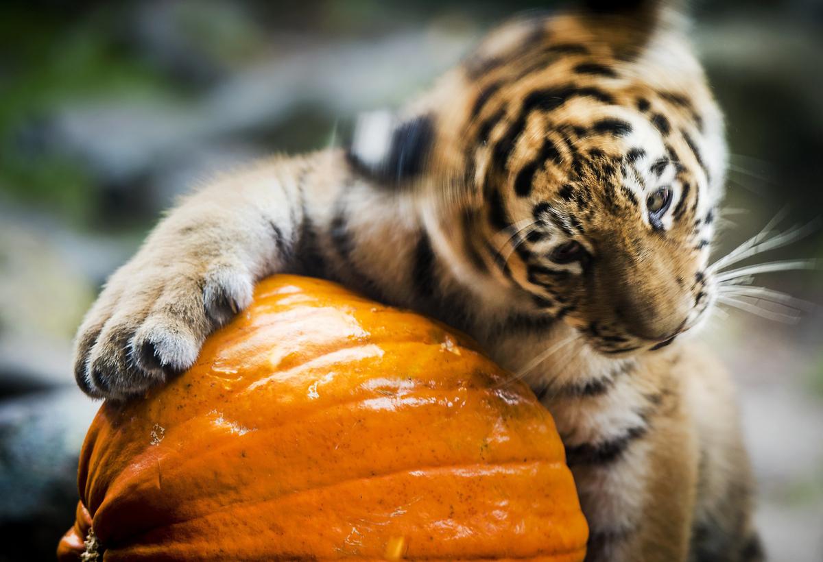 Halloween Quotes: A Few Sayings for 2014