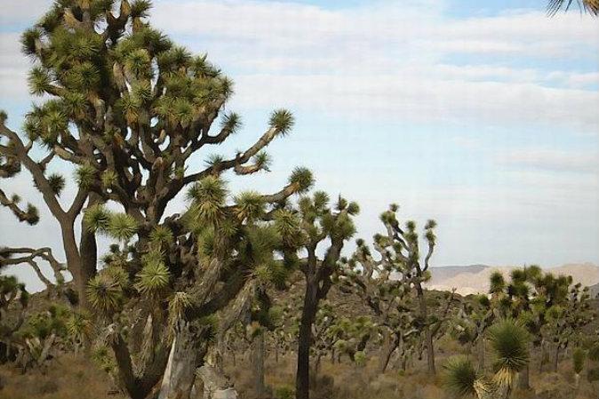 The Sentinals of the Southwest