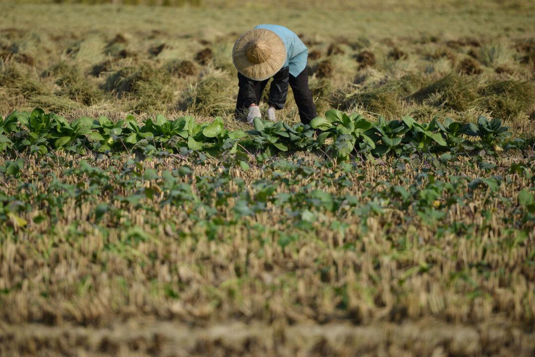 Two Sessions: Seeds, Breeding Animals is Chinese Agriculture’s Key Bottleneck