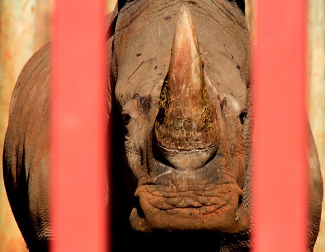 Chopping Off the Rhino’s Horn and the War on Wildlife Crime