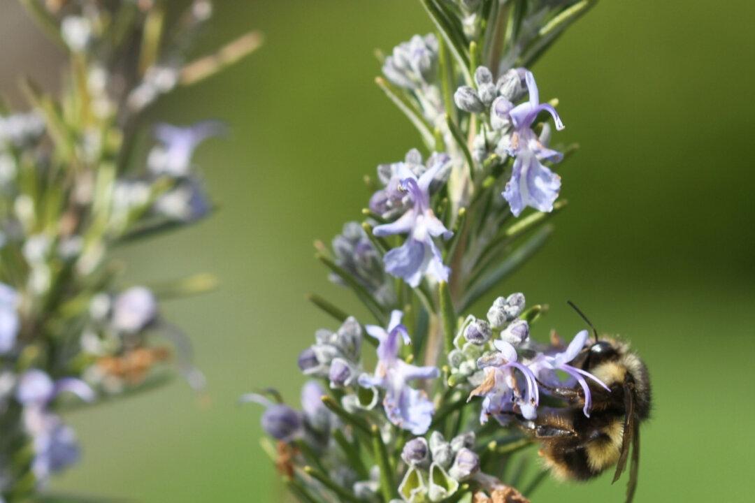 Save Water and Local Pollinators With ‘Bee-Friendly’ Lawns