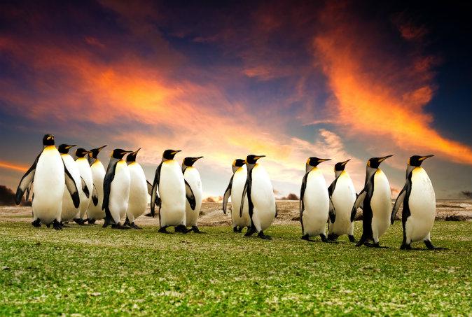 Fun and Free Things to Do in the Falkland Islands