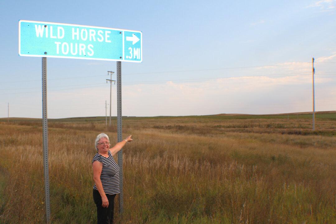 The Last Wild Horses