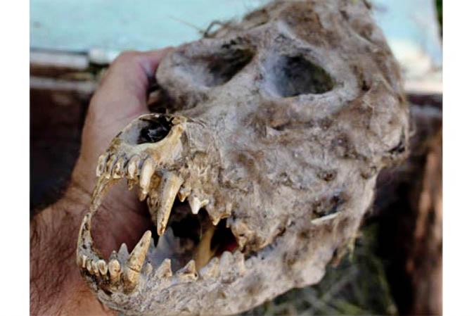 Bulgarian Farmer Discovers Skull Resembling Werewolf in a Sealed Box