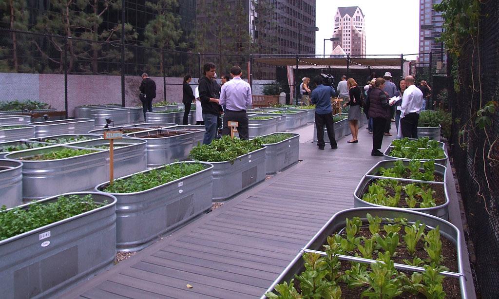 LA Urban Farms Growing Cheap, Healthy, Delicious Food for Residents