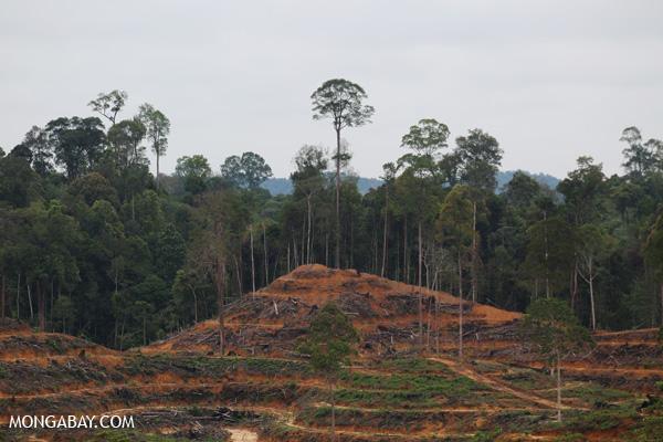 Palm Oil Giant Suspends Supplier