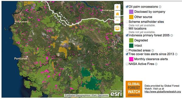 Ranking Palm Oil Company Sustainability