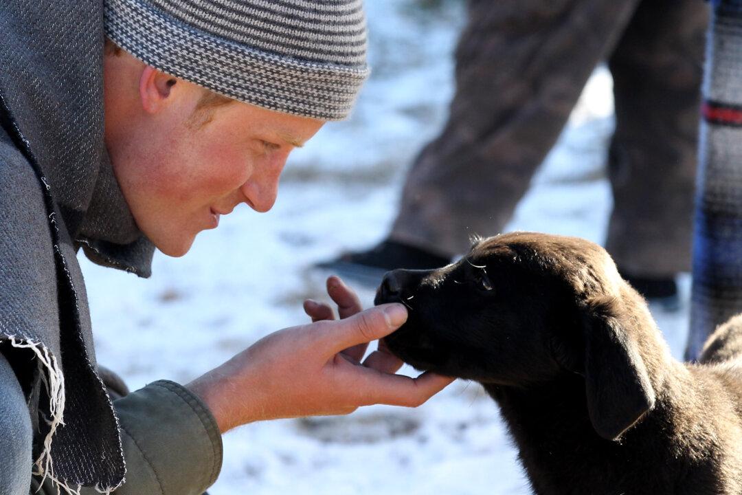 Prince Harry Getting a Puppy From William and Kate for Christmas: Sources