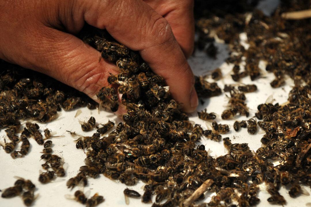 Thank the Birds and the Bees for Your Holiday Table