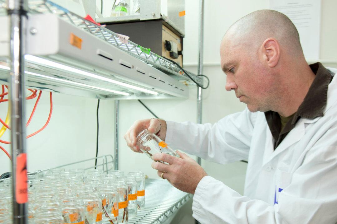 ‘Probiotics’ for Plants Boost Detox Abilities; Untreated Plants Overdose and Die