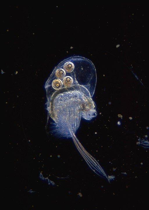 ‘Jellification’ Affecting Biology of Canadian Lakes, Study Shows