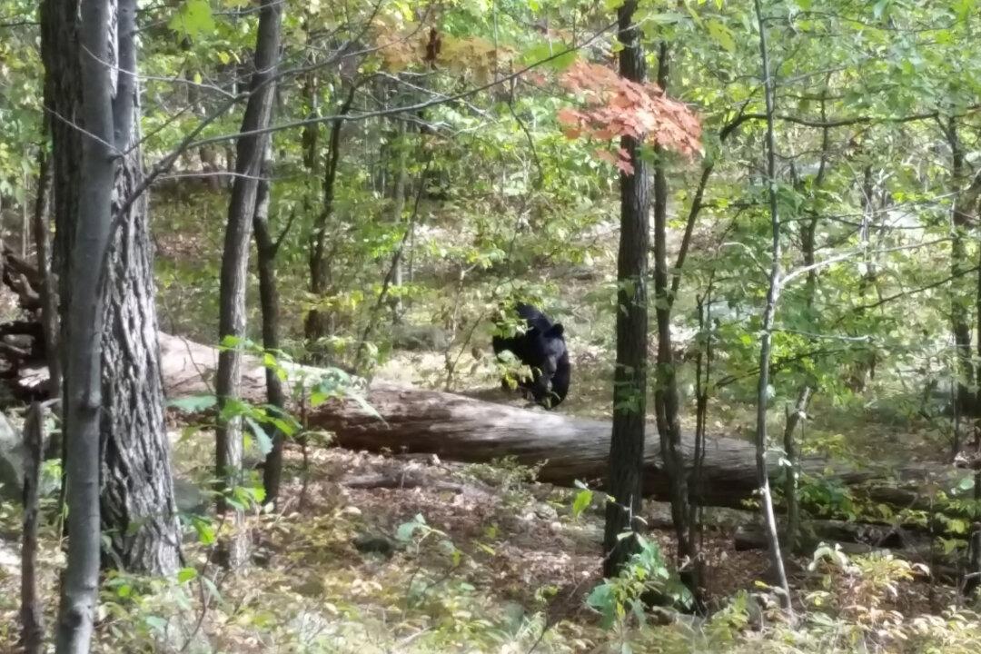 Hiker Took Pictures of Black Bear Before It Killed Him