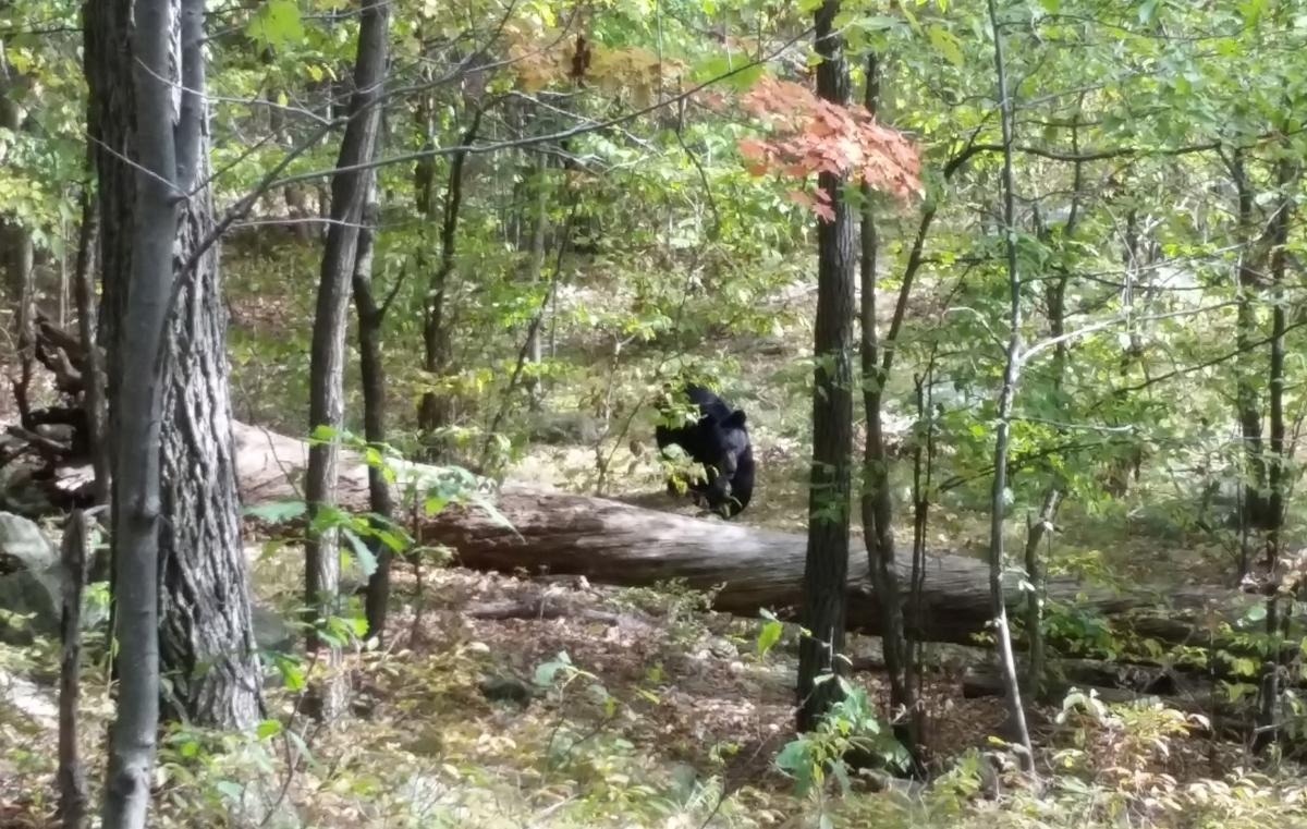 Hiker Took Pictures of Black Bear Before It Killed Him