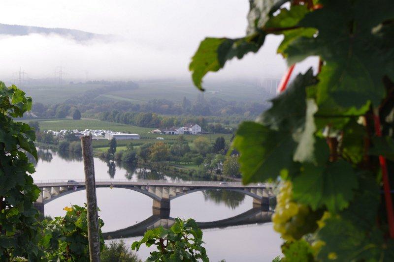 Wine Legends of the Mosel - Old and New