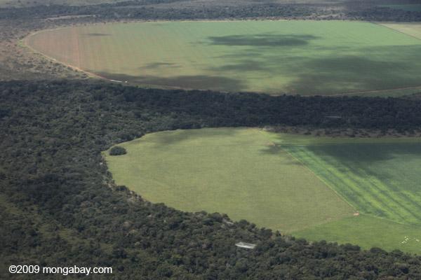 Indigenous Amazon Forest Stores Carbon
