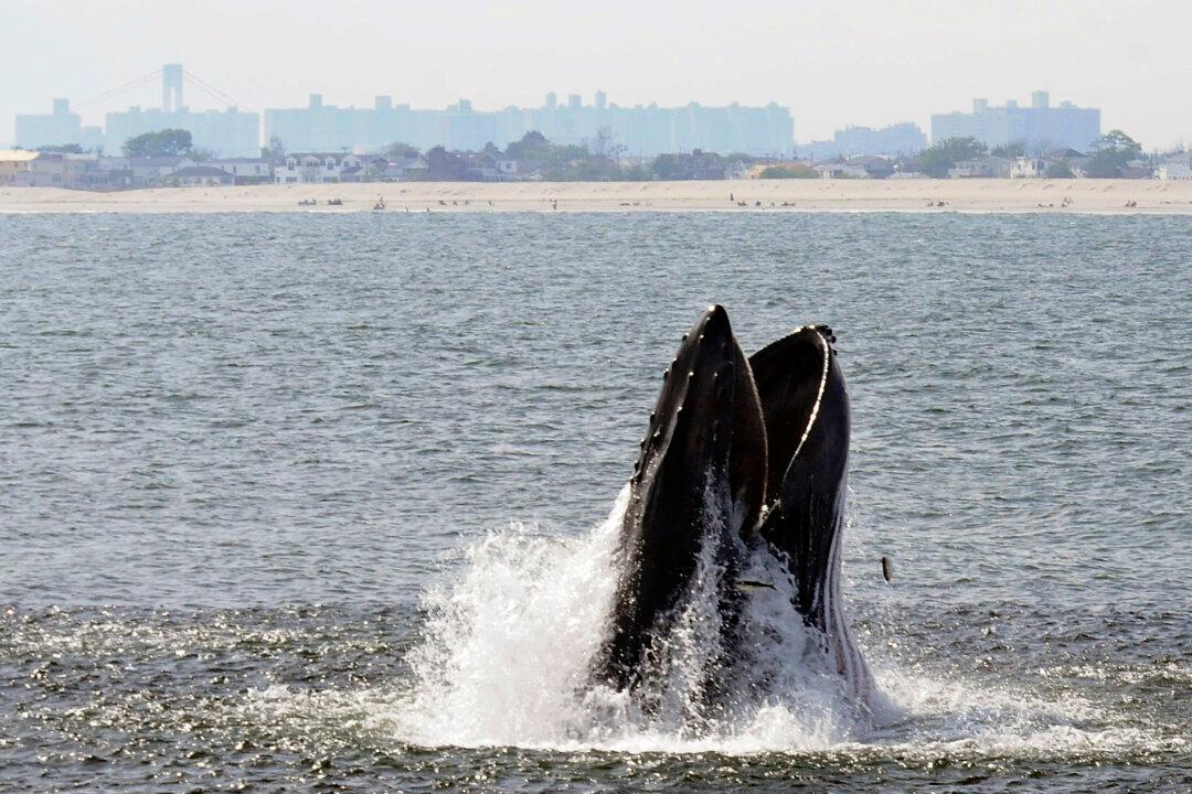 Humpback Whales Increasing in Waters Near NYC