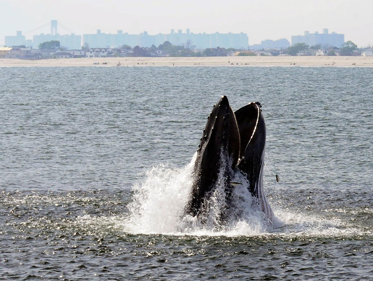 Humpback Whales Increasing in Waters Near NYC