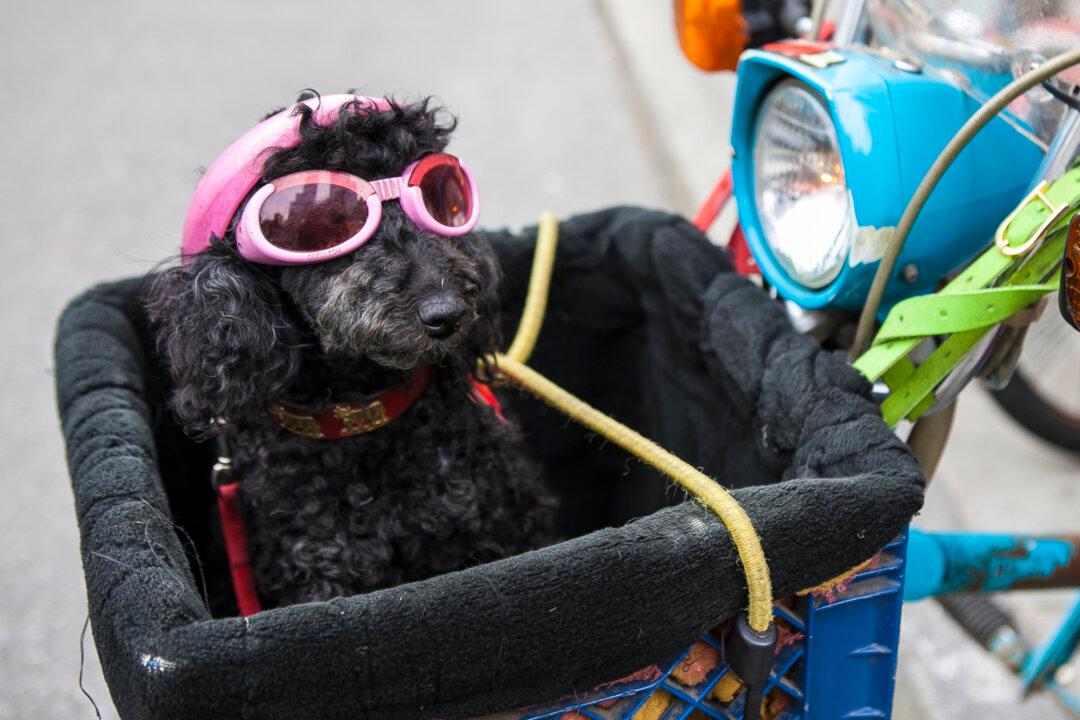 Governor Signs Bill Outlawing Pet Tattoos and Piercings