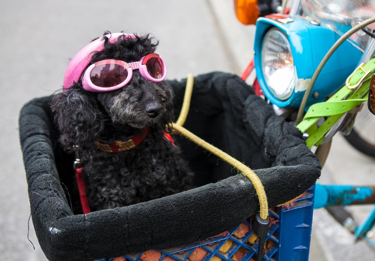 Governor Signs Bill Outlawing Pet Tattoos and Piercings