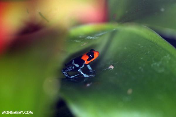 Amazon Forest Protection By Locals Most Effective