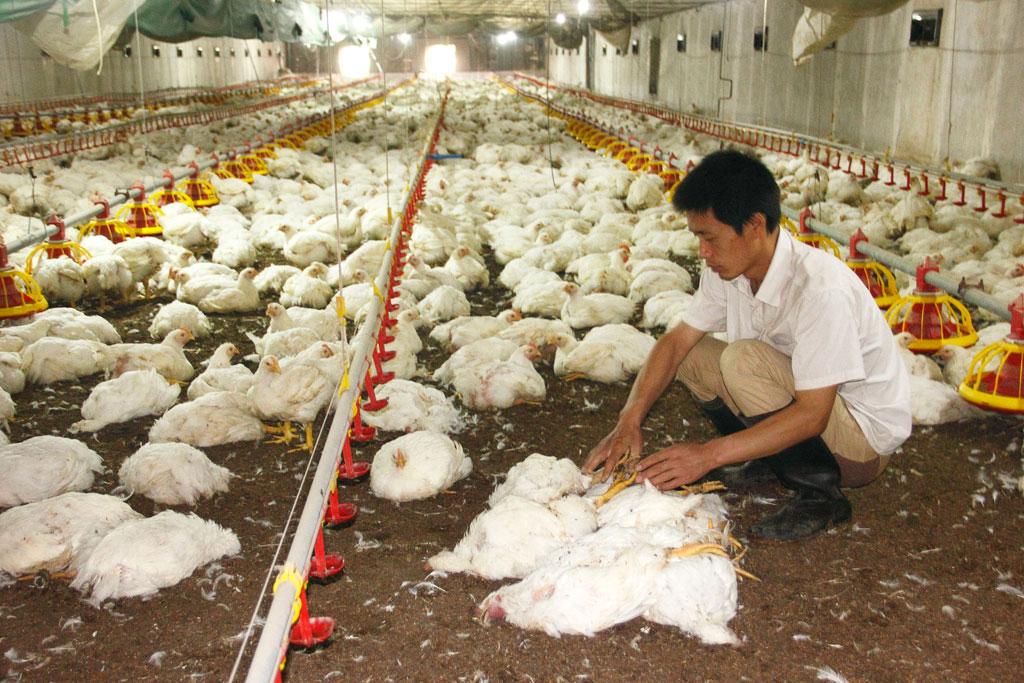 Chinese Chicken Nearly Got Into US Public Schools