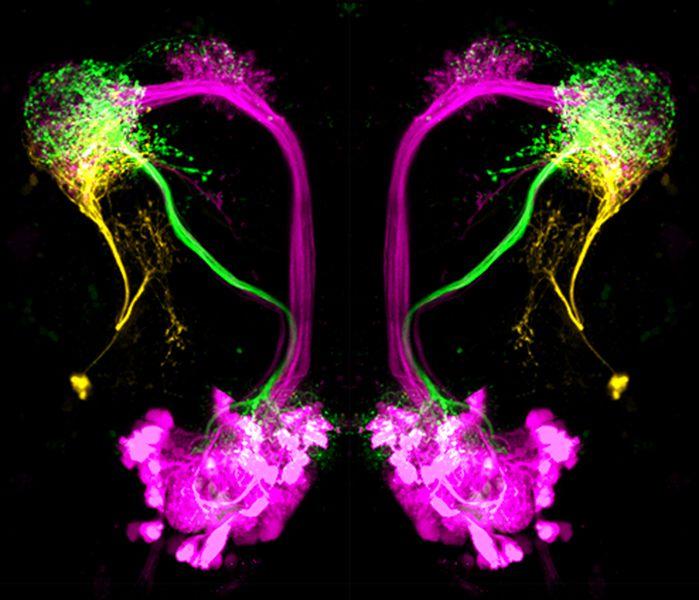 How the Brain Can Distinguish Good From Bad Smells