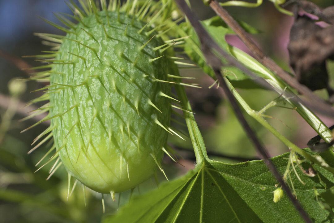 How to Turn Bitter Cukes Into Cancer Killers