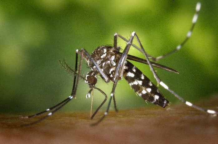 New Antibodies Could Boost Dengue Vaccines