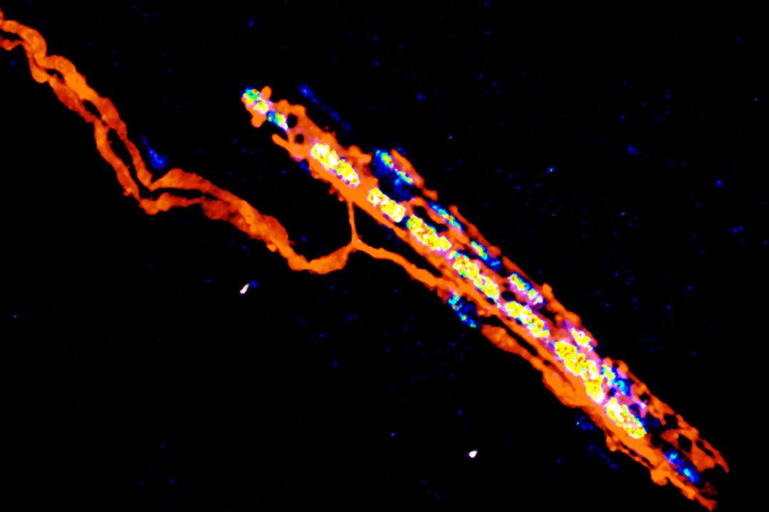 Trigger Mechanism for Recovery After Spinal Cord Injury Revealed
