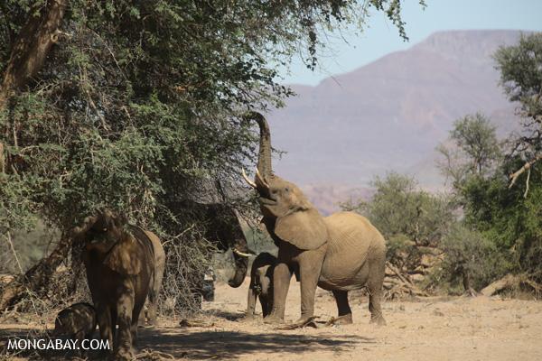 Why Are Cameroon’s Elephants Raiding Fields?