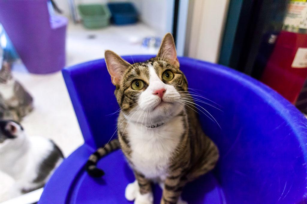 Unwrap an Adopted Pet This Holiday Season
