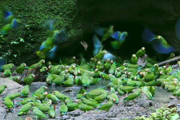 Ecuador and Germany At Odds Over Rainforest Visit