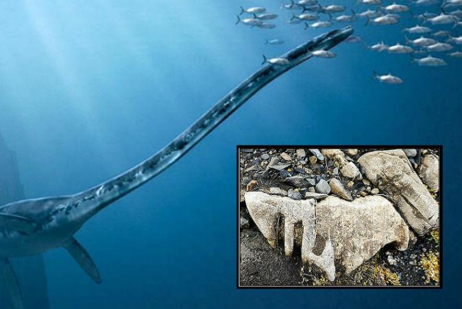 Bones From 200-Million-Year-Old Monster of the Sea Found in Russia