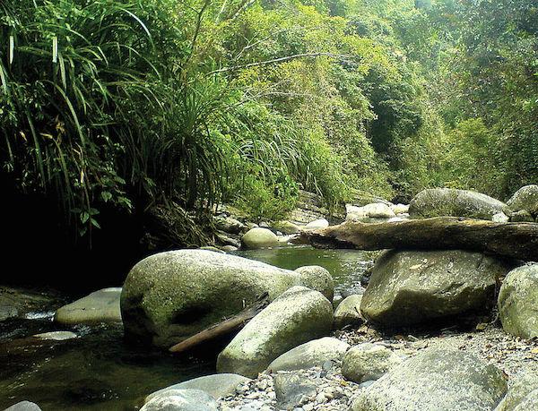 Palm Oil Company in Philippine Islands To Expand