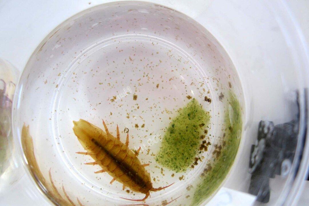Microplastics in the Ocean: Biologists Study Effects on Marine Animals