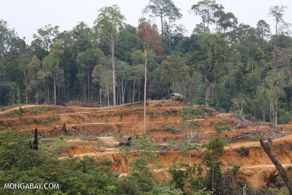 Palm Oil Expansion in Philippines of Serious Concern