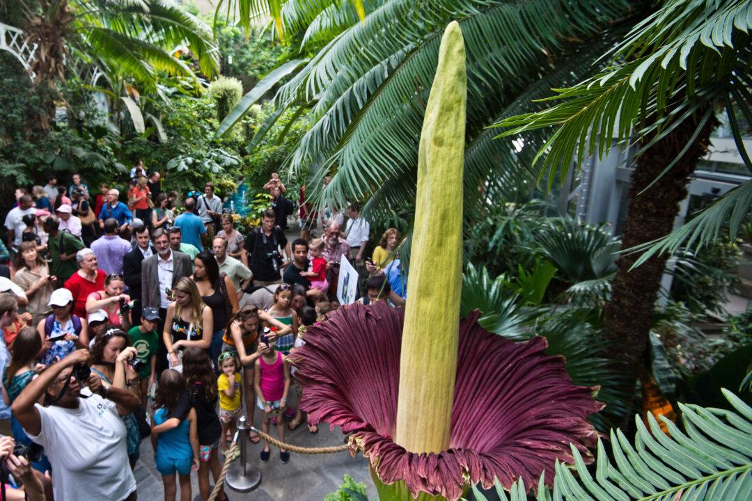World’s Tallest Flower