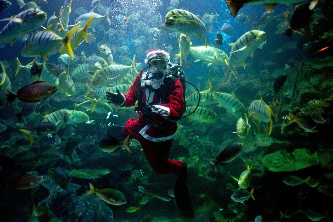 How We Found World’s Deepest Fish in the Mariana Trench—and Why We Must Keep Exploring