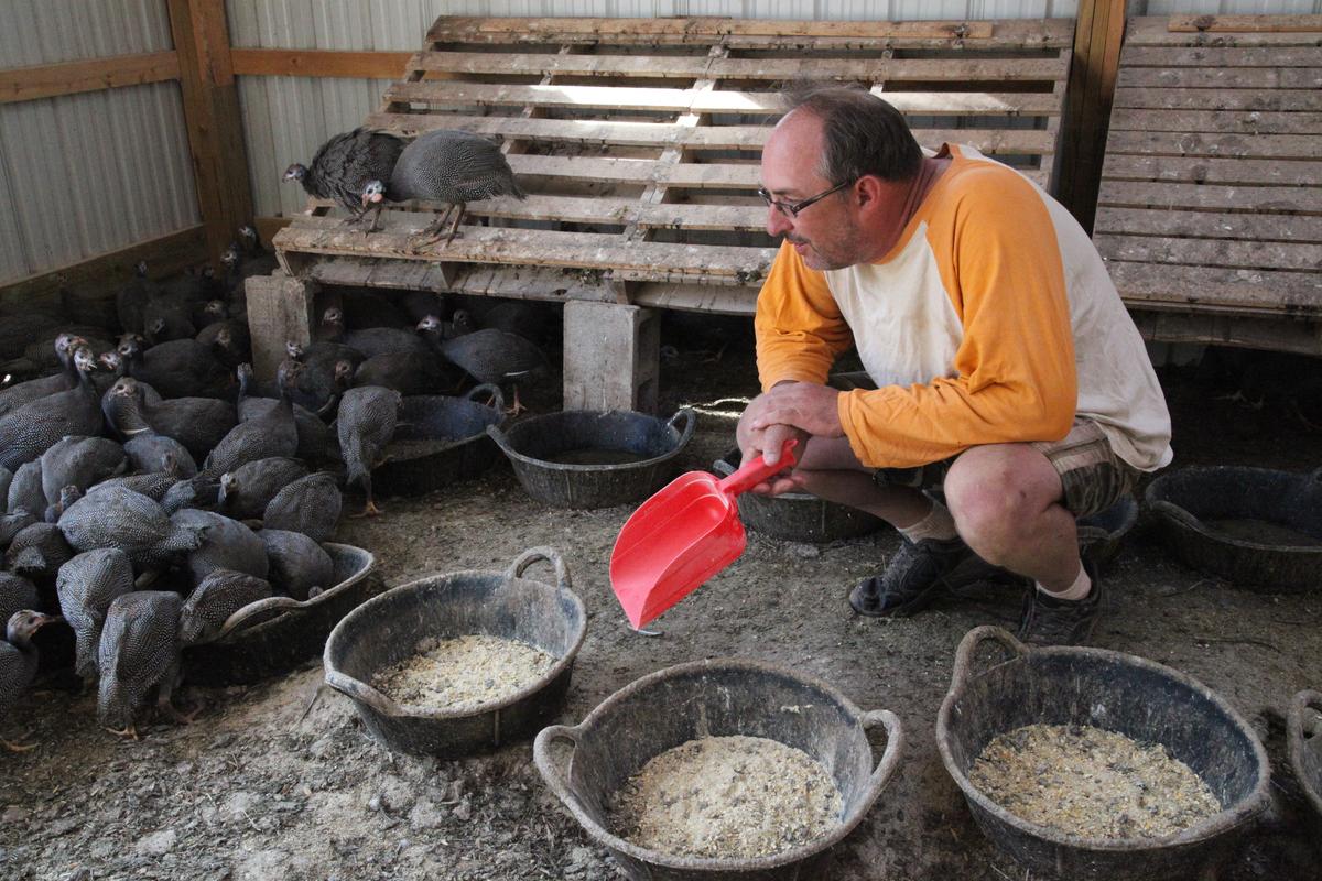 How Guinea Hens Saved the Farm