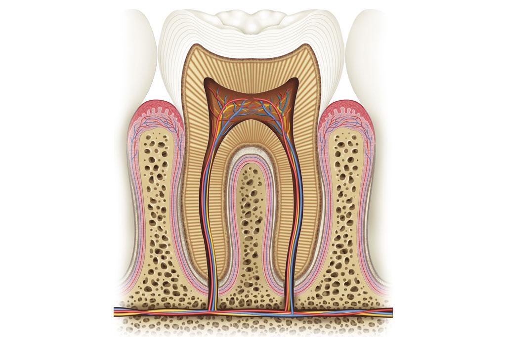It’s Not Just Your Gums