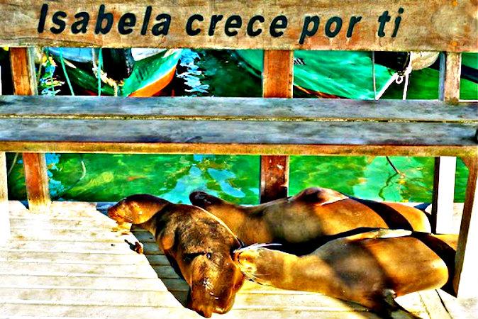 Exploring Isabela Island Galapagos