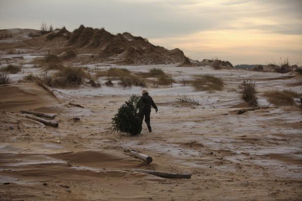Give Your Christmas Tree A Second Life!