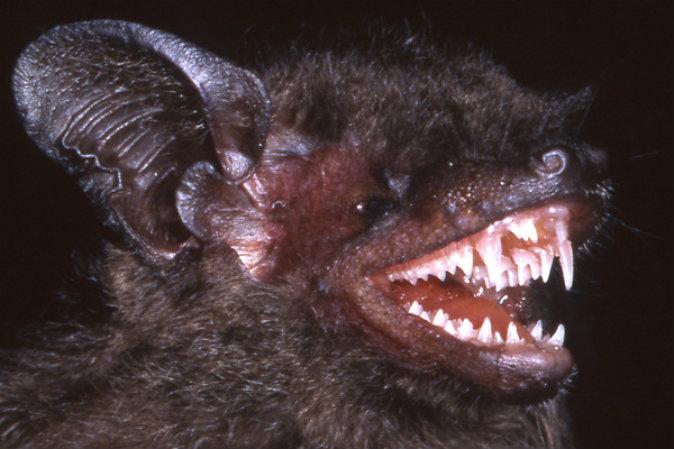 New Bat Species Has Fangs You Won’t Believe