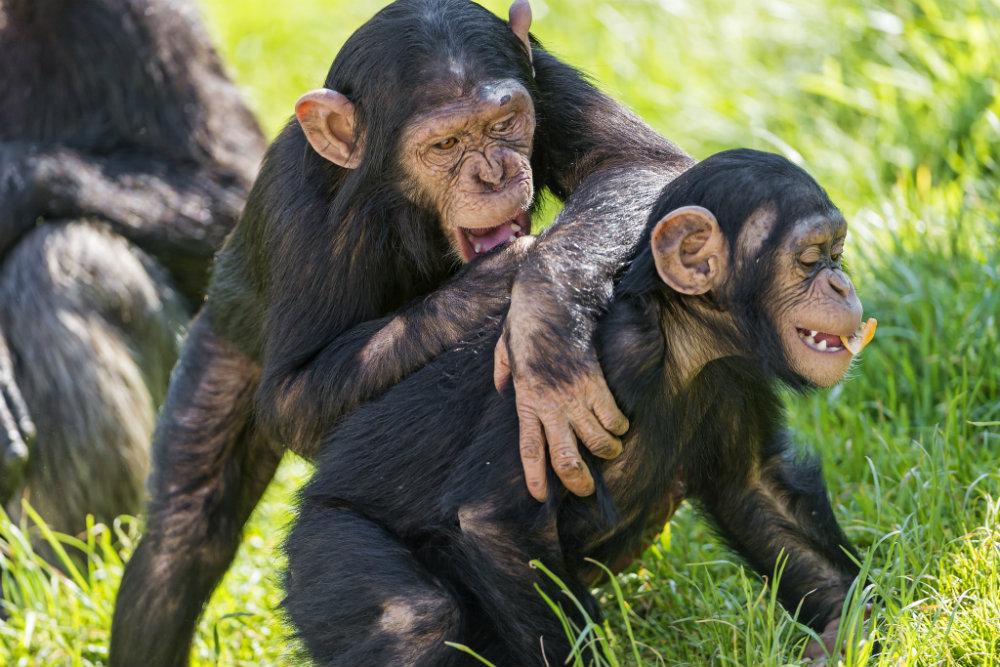 Play Hard, Work Hard: The Animal Guide to the Good Life