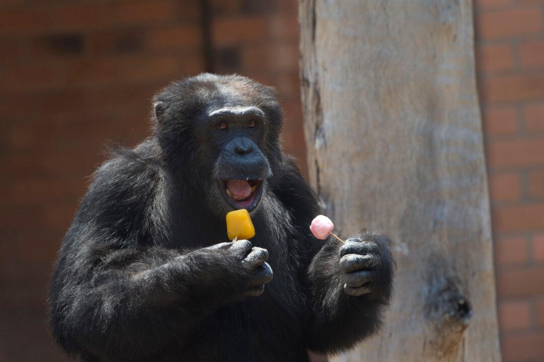 New York Judge Backtracks on Decision to Recognize Chimps as Legal Persons