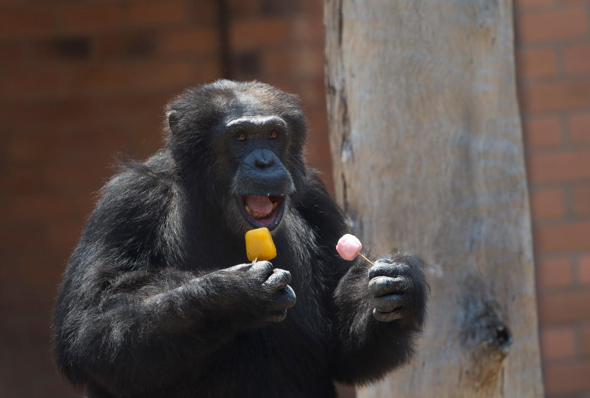 New York Judge Backtracks on Decision to Recognize Chimps as Legal Persons