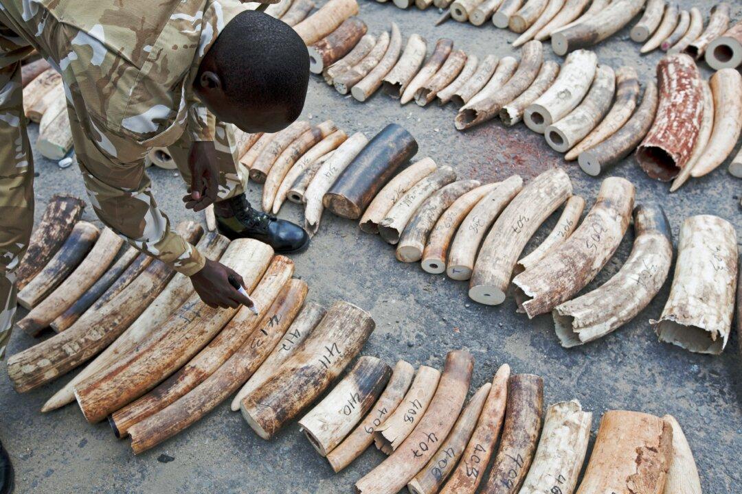 The Bogus Link Between Ivory and Terrorism
